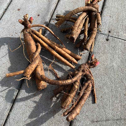Bare Peony roots slightly covered in dirt showing long roots and multiple eyes