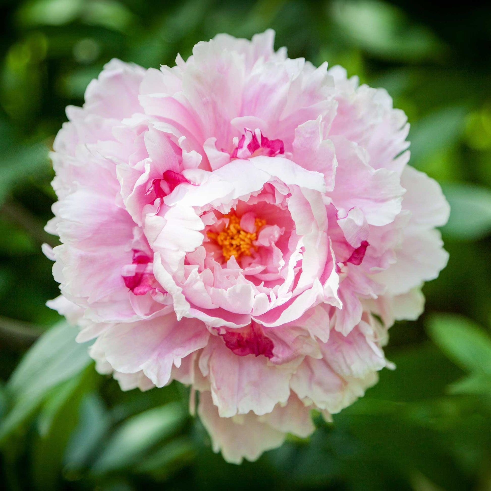 A close-up of a large, soft pink 'Sarah Bernhardt' peony flower with lush, ruffled petals.