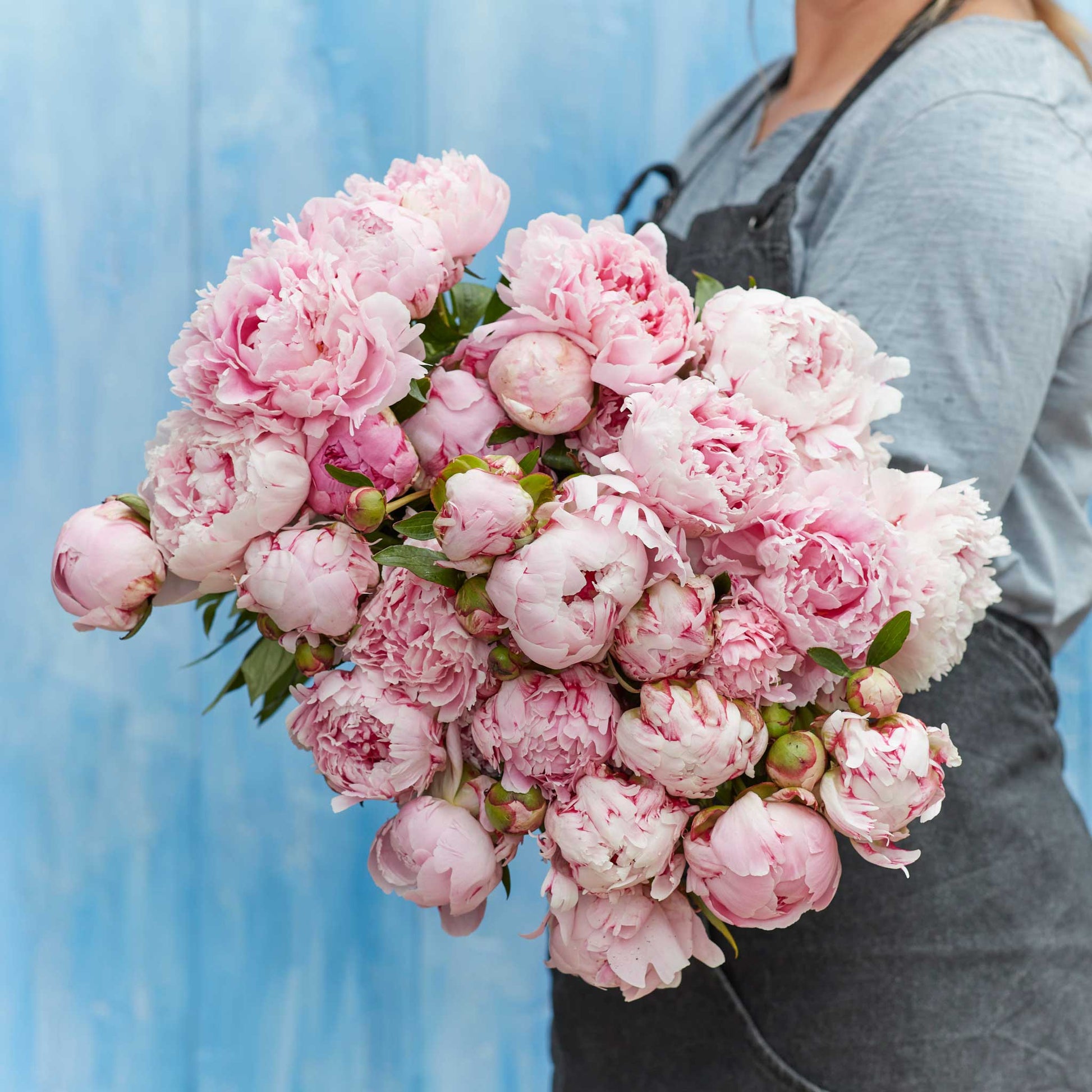 A person holding a bouquet of sarah bernhardt peony flowers with a blue background.