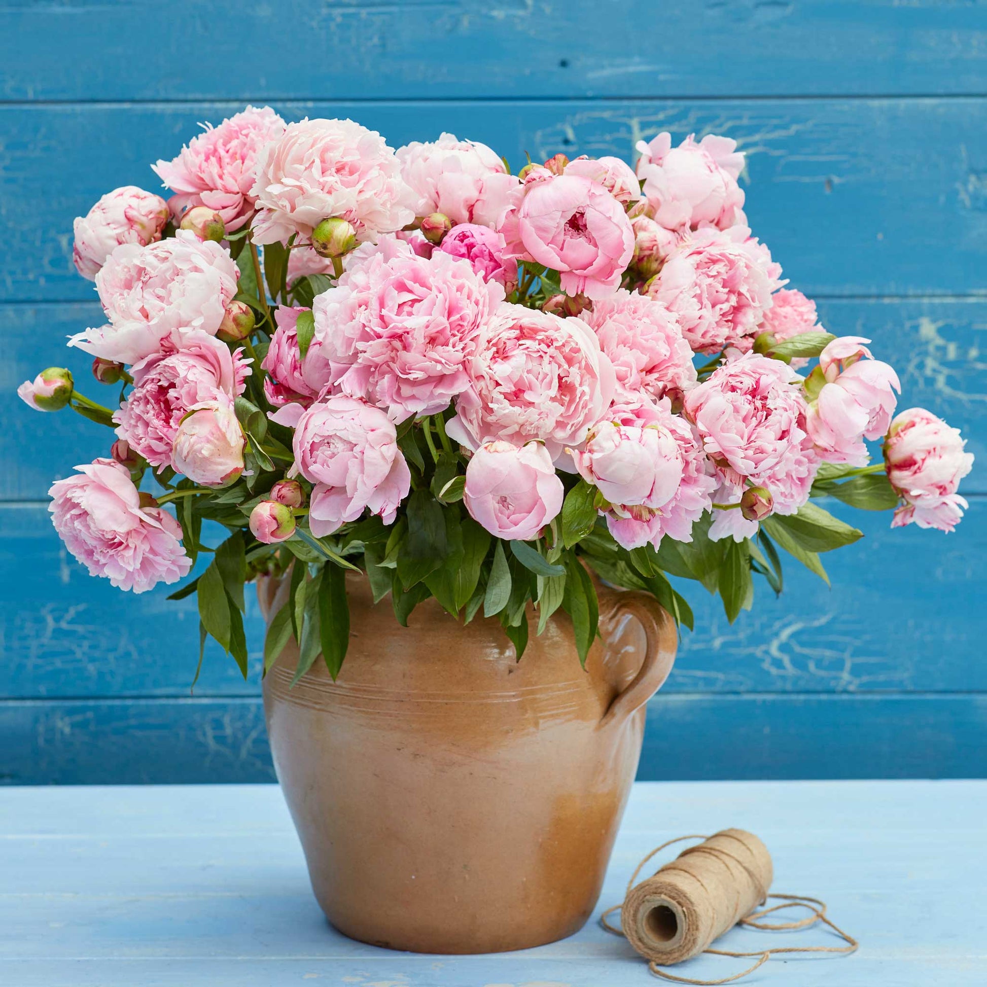 A bouquet of sarah bernhardt peony flowers with a blue background.