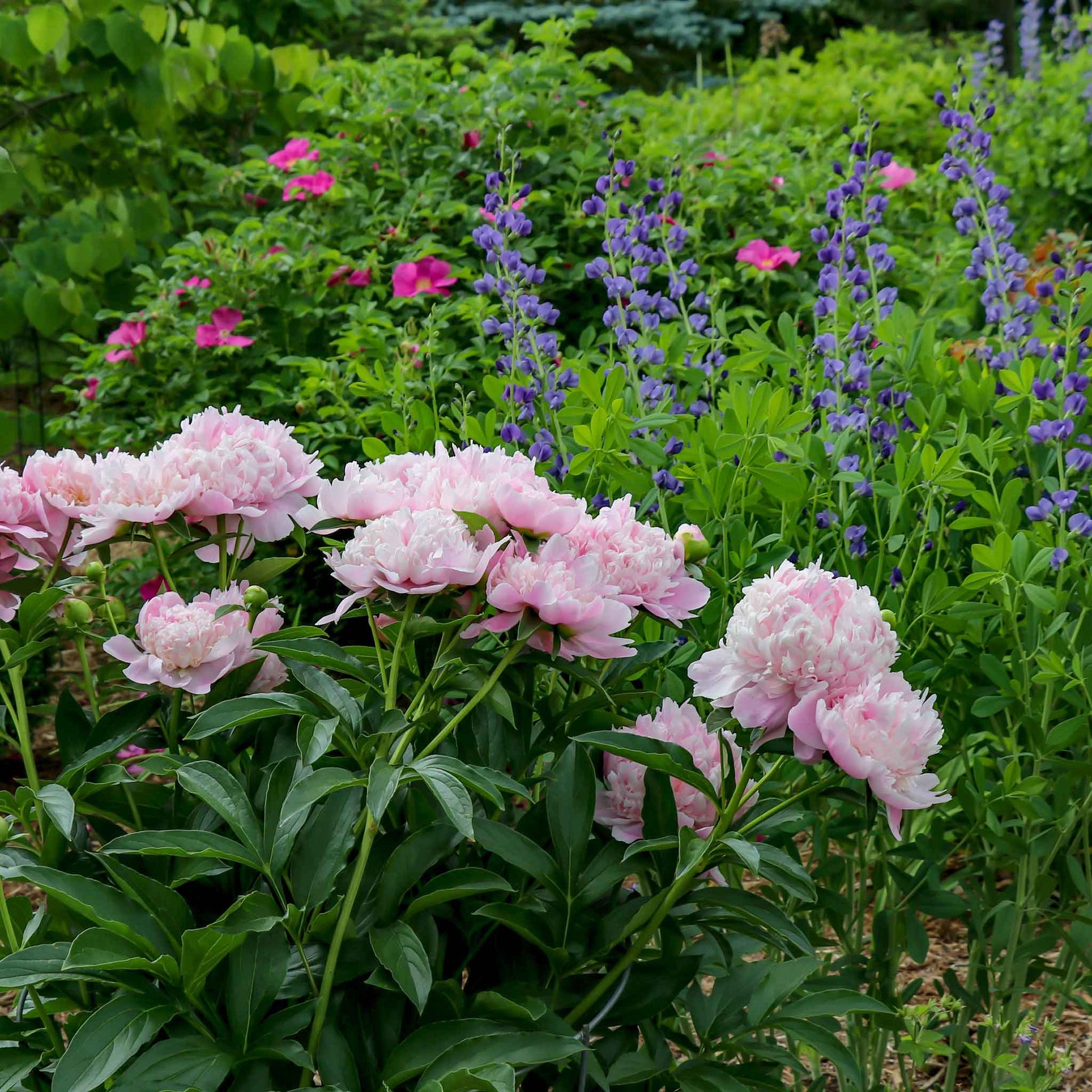 A large, pink sarah bernhardt peony with ruffled edges on a dark green leafy stem.