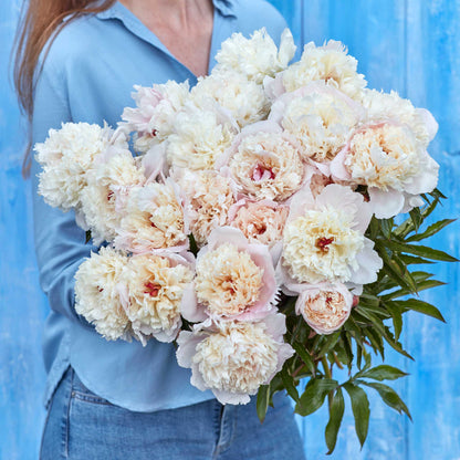 A person holding a bouquet of shirley temple peony flowers with a blue background.
