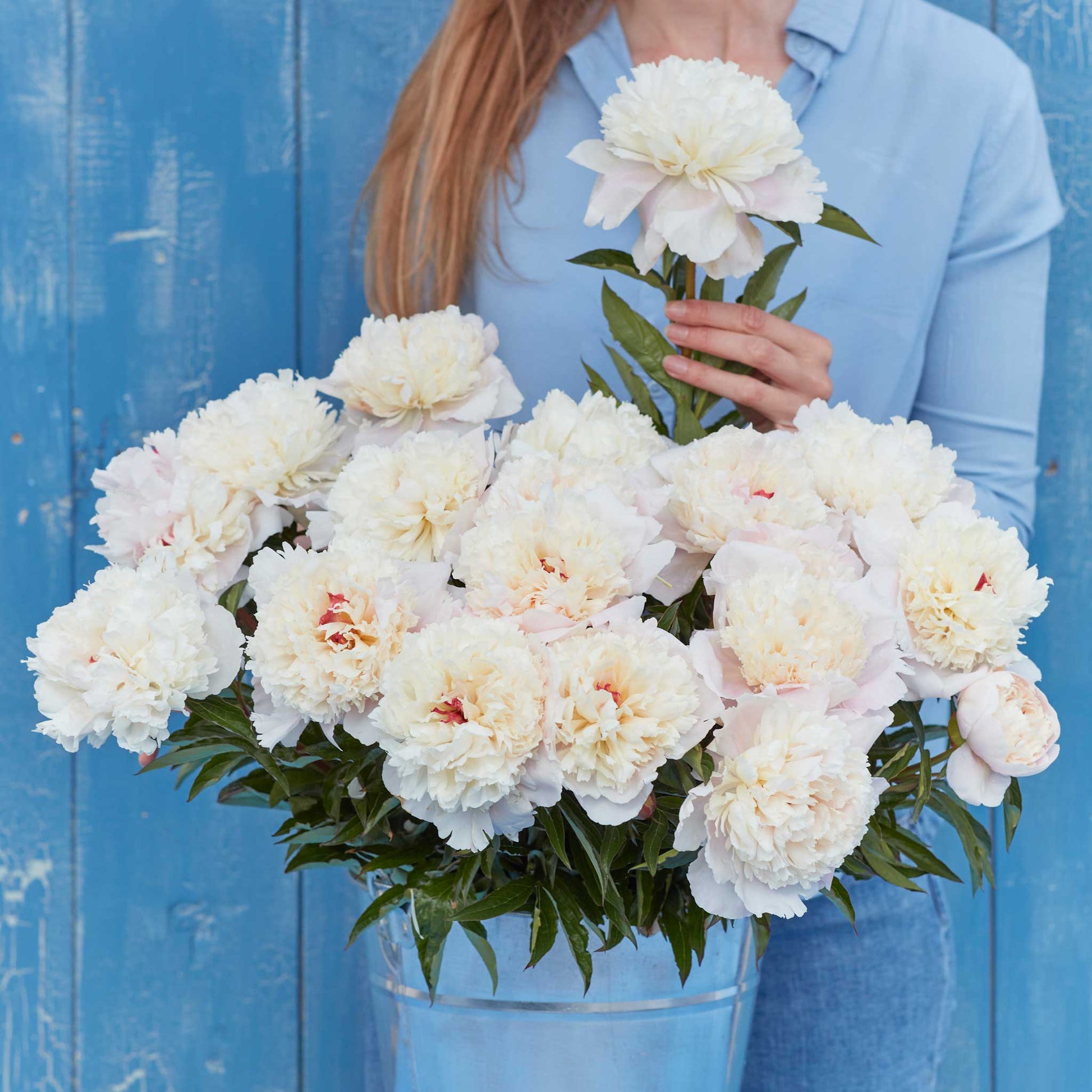 A person holding a bouquet of shirley temple peony flowers with a blue background.