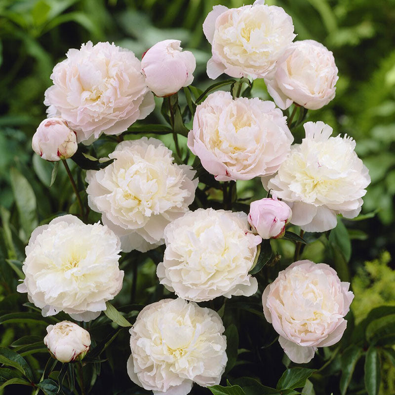 Large, fully double white jumbo shirley temple peony flower with soft blush pink center tones and green leaves.