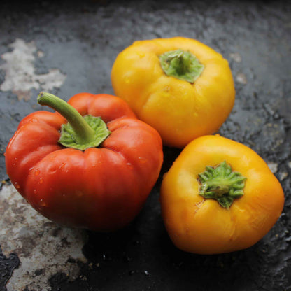 Vibrant multicolor alma paprika peppers, showcasing its smooth skin and round shape.