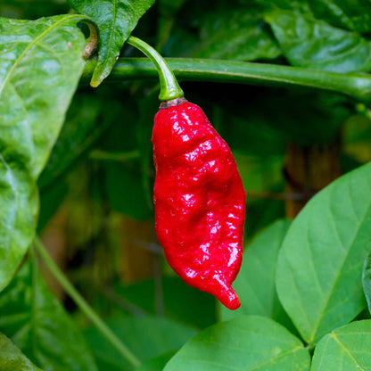 A single Bhut Jolokia Ghost pepper hanging on a vine ready for harvest.