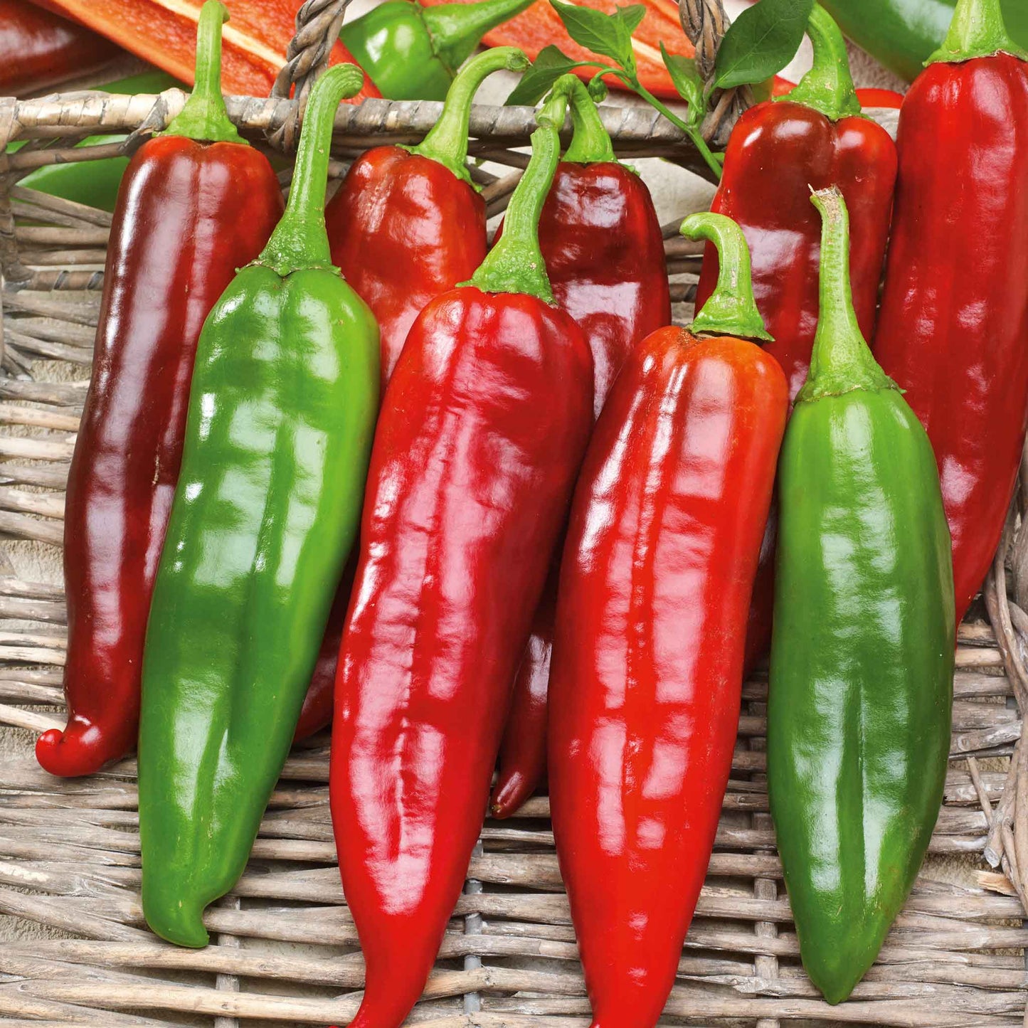 Several Big Jim peppers of varying colors showing the glossy skin.
