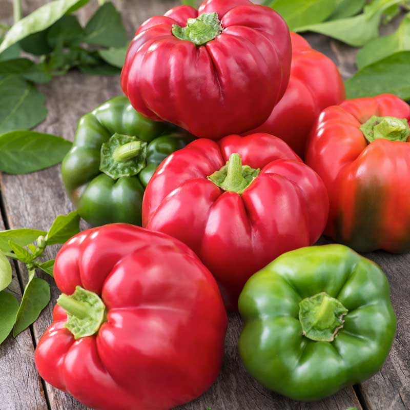 California Wonder red and green bell peppers in a pile.  | copyright: Floramedia UK Ltd
