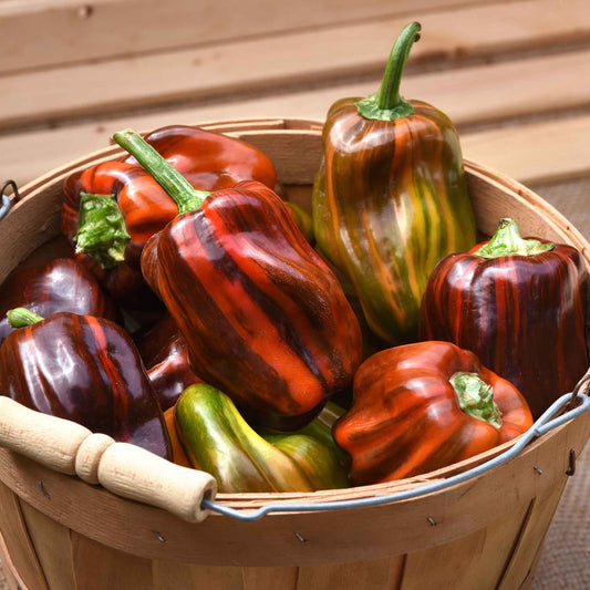 Harvest view of Sweet Pepper Candy Cane Chocolate Cherry, showing ripe color, natural shape, and surface texture clearly.