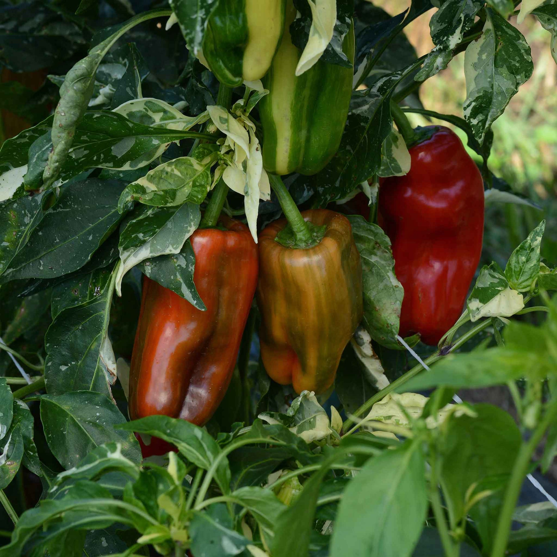 A ripe, red Candy Cane Chocolate Cherry pepper, striped with green, hangs on a plant in a garden.