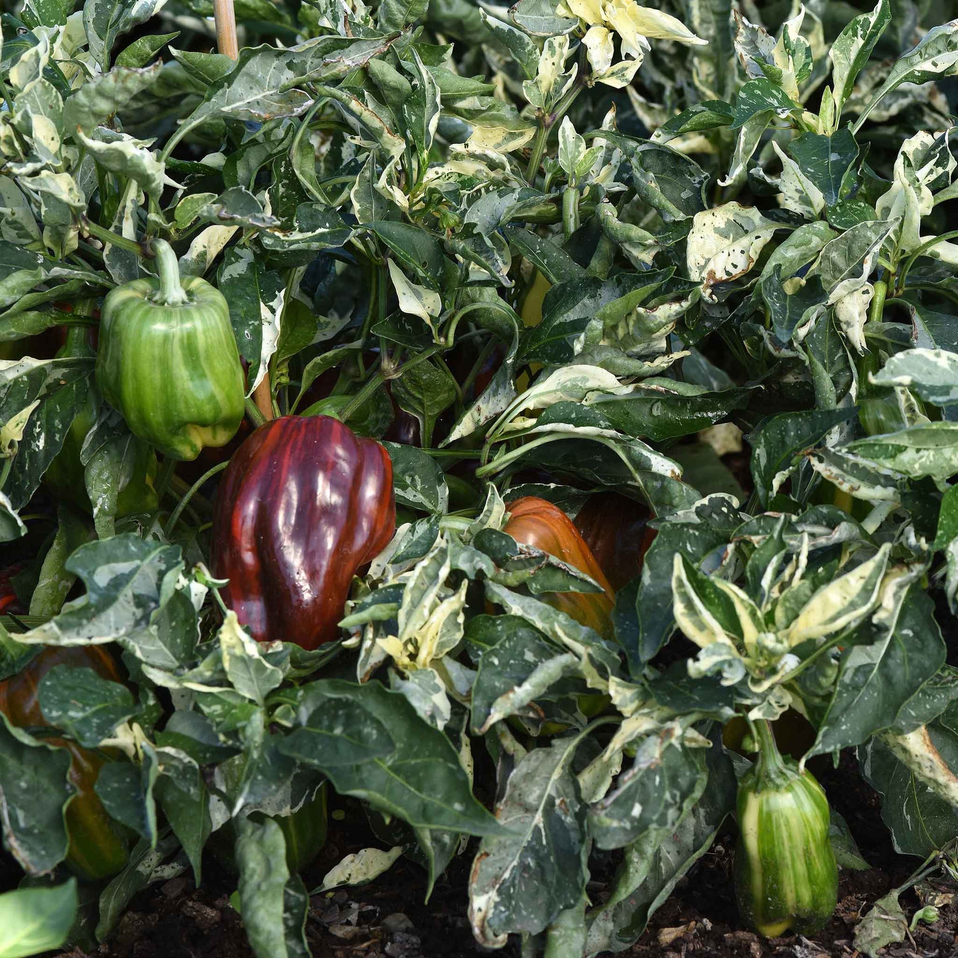 A ripe, red and green striped candy cane chocolate cherry pepper hangs on a vine.