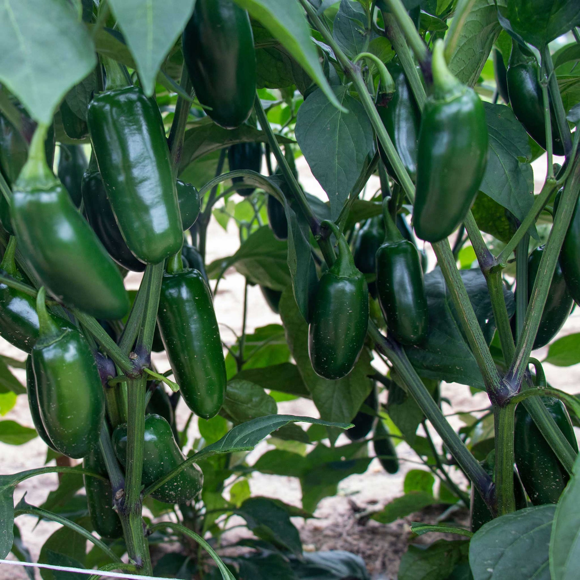 Capitan F1 peppers growing on a vine and ready for harvest.