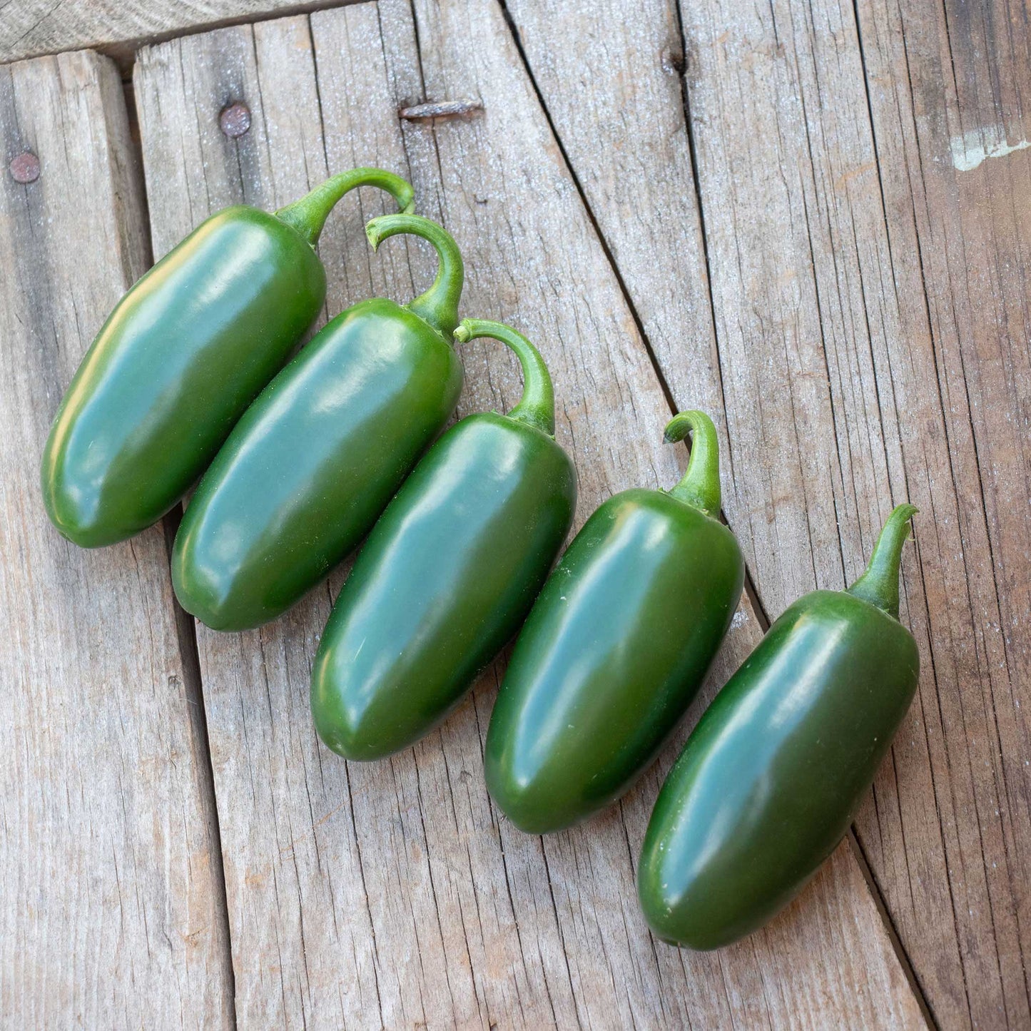 A line of Capitan F1 peppers with glossy skin, elongated bodies, and green stems.
