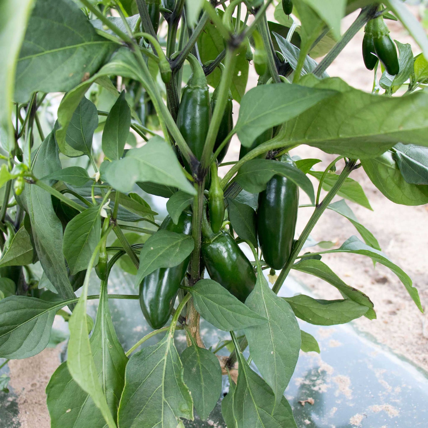 A green Capitan F1 pepper, elongated and tapering to a point, with a smooth and glossy skin.