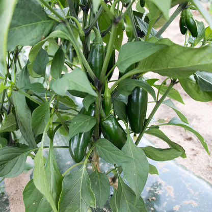 A green Capitan F1 pepper, elongated and tapering to a point, with a smooth and glossy skin.