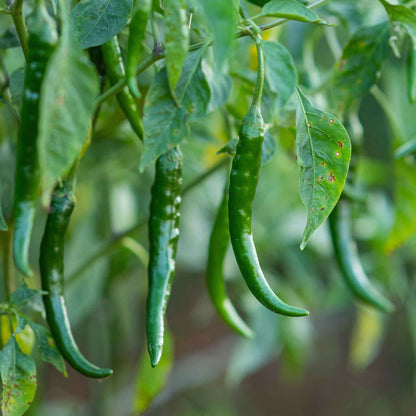 Several slender, Cayenne Long Red Thin peppers are shown in a close-up, ripe and ready for harvest.