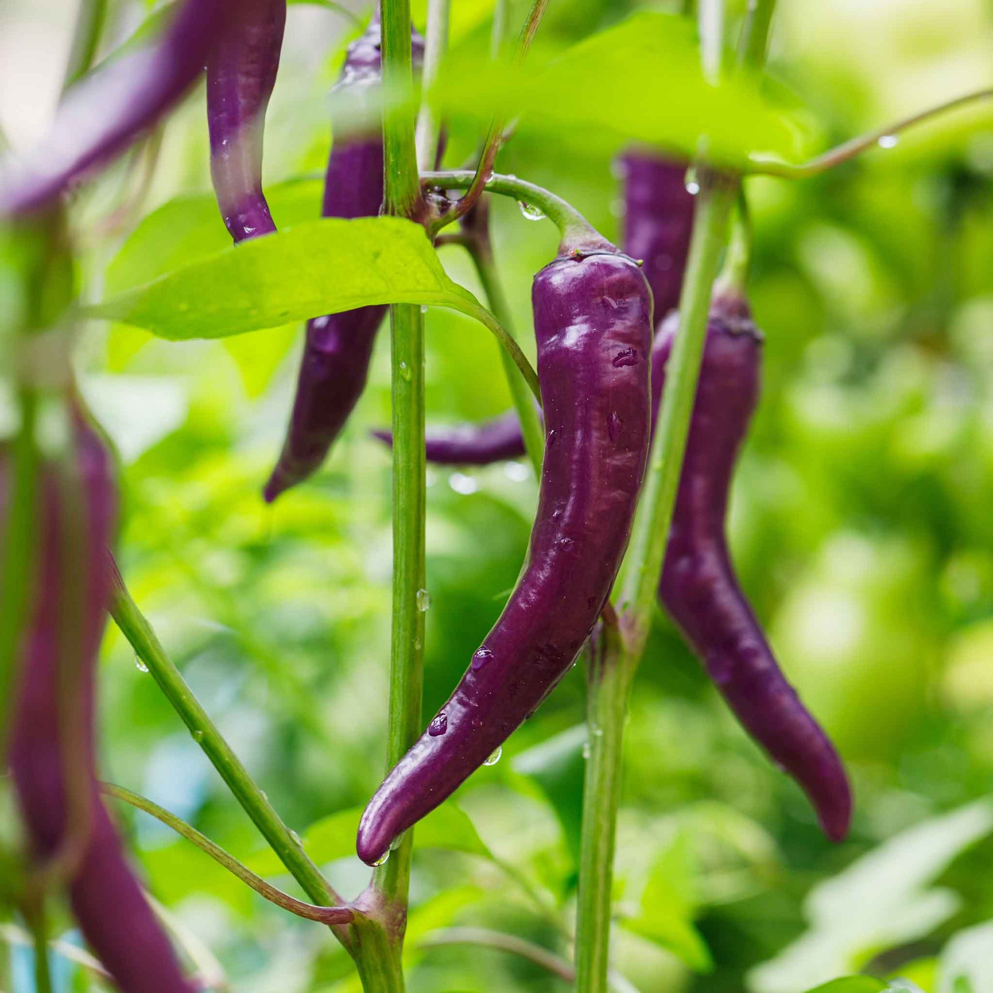 A cluster of vibrant Cayenne Purple peppers, some ripe and some still ripening, on the plant.
