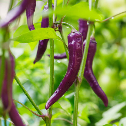 A cluster of vibrant Cayenne Purple peppers, some ripe and some still ripening, on the plant.