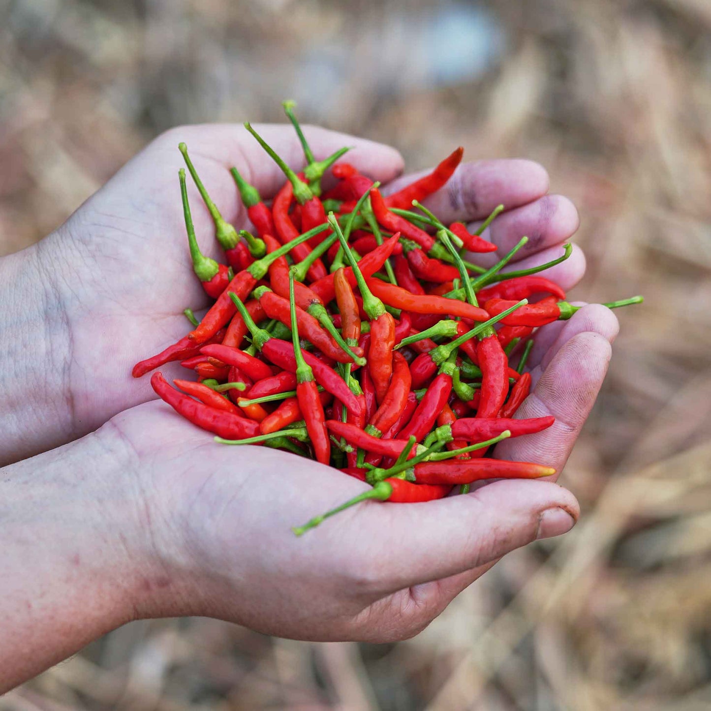 Dried red chile de arbol peppers, piled up and held in a hand.