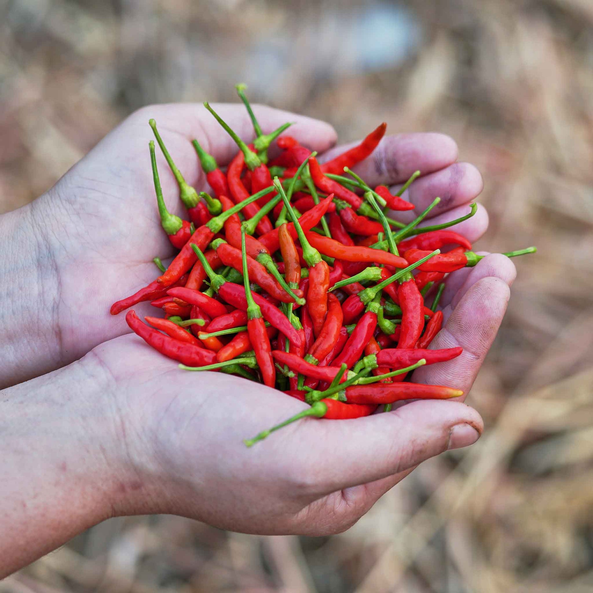 Dried red chile de arbol peppers, piled up and held in a hand.