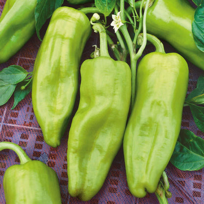 Green Cubanelle peppers with a slightly wrinkled skin and a long, tapering shape.