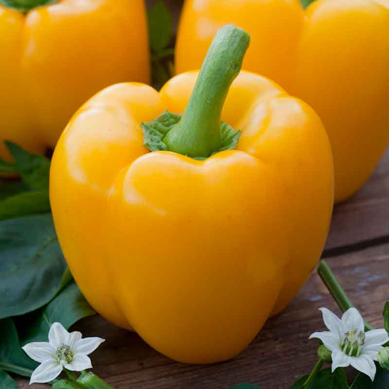 A vibrant, golden California wonder pepper, showcasing its rich color and smooth texture. | copyright: Floramedia UK Ltd