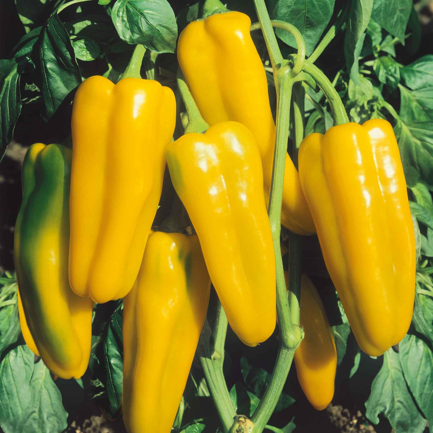 Elongated, bright orange Golden Marconi peppers hang from green stems.