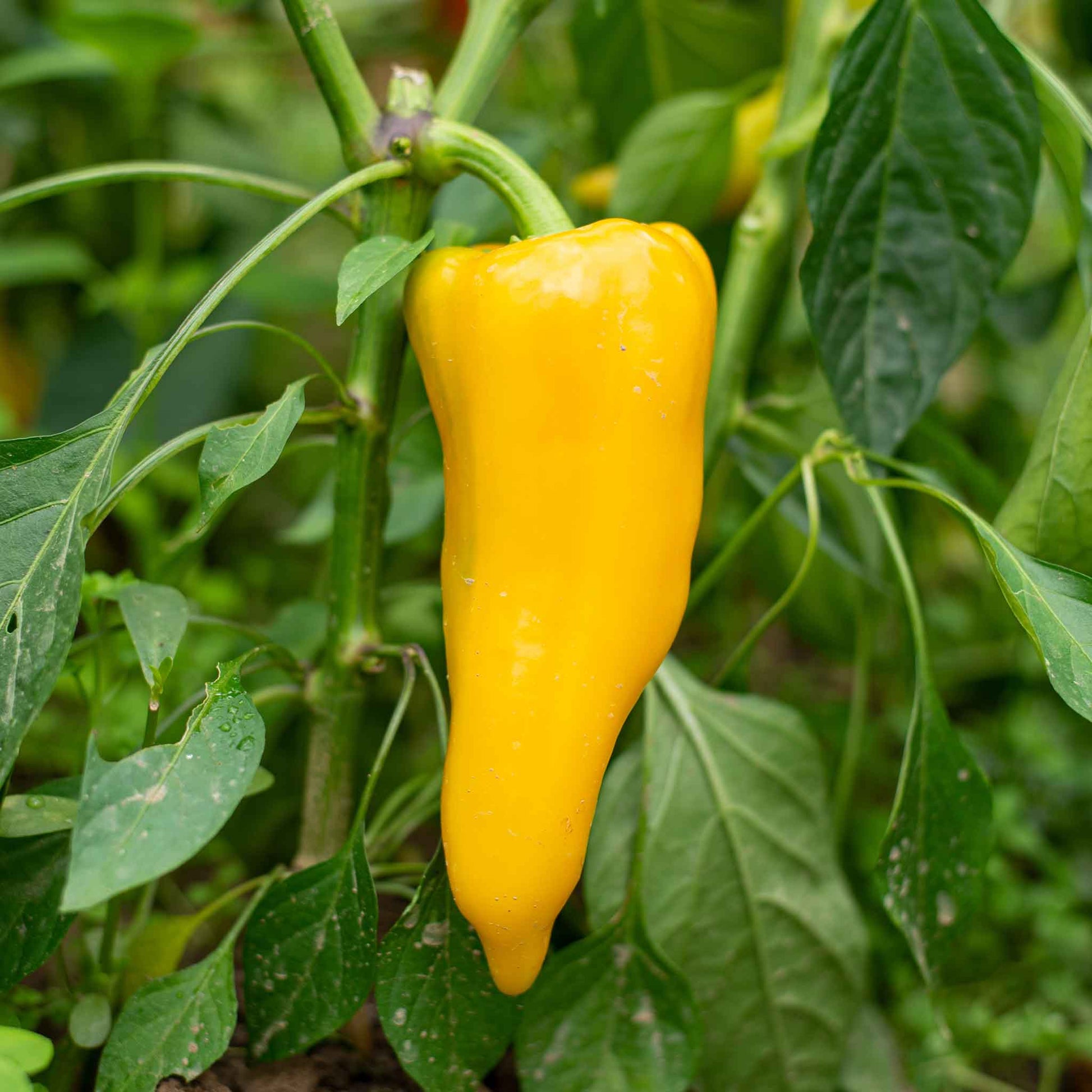 an elongated, bright orange Golden Marconi pepper hangs from green stems with leaves in the background.