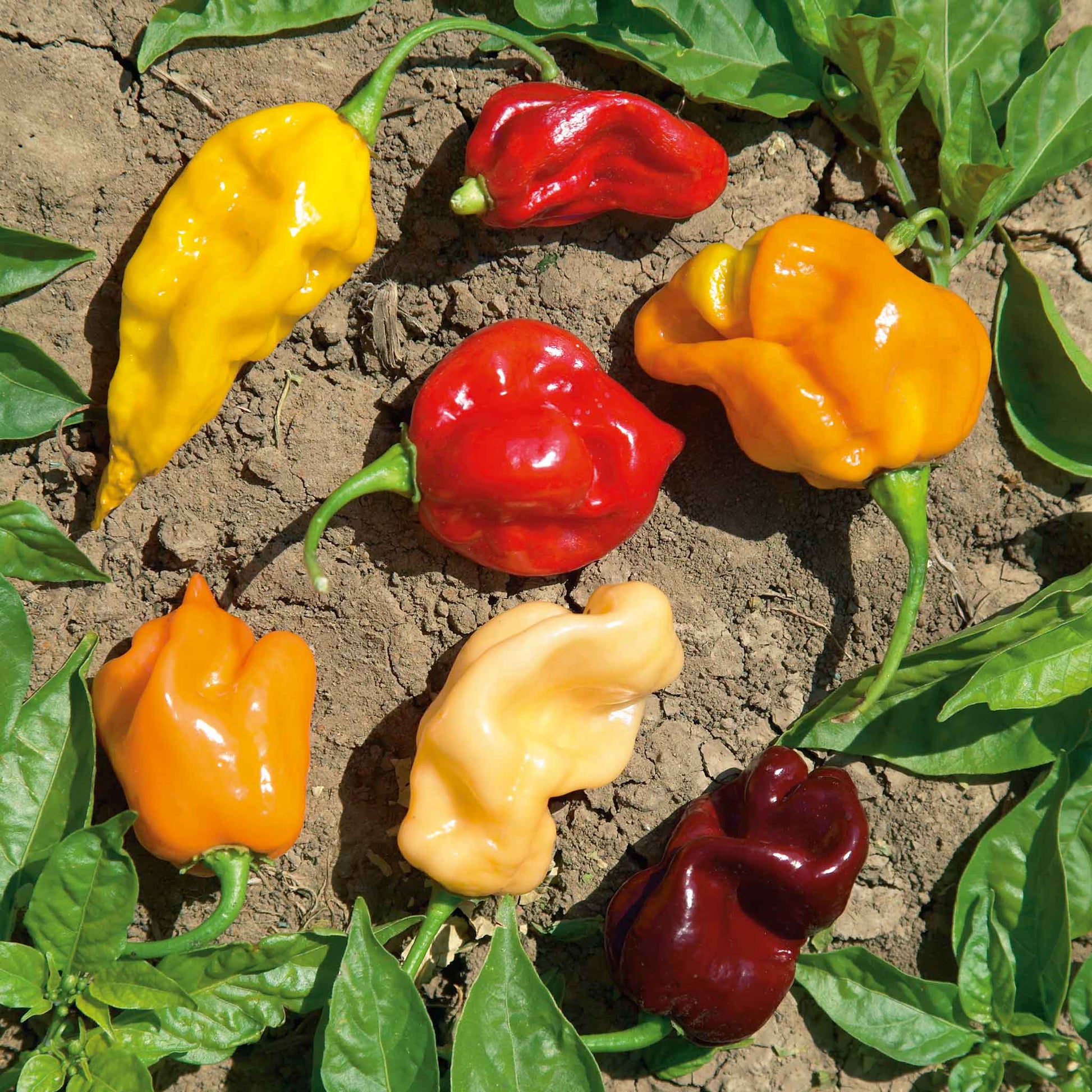 A vibrant mix of orange, red, and yellow habanero peppers on a dark surface.