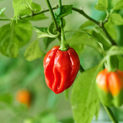 A bright red habanero red pepper, slightly wrinkled, hangs from a green stem with green leaves.