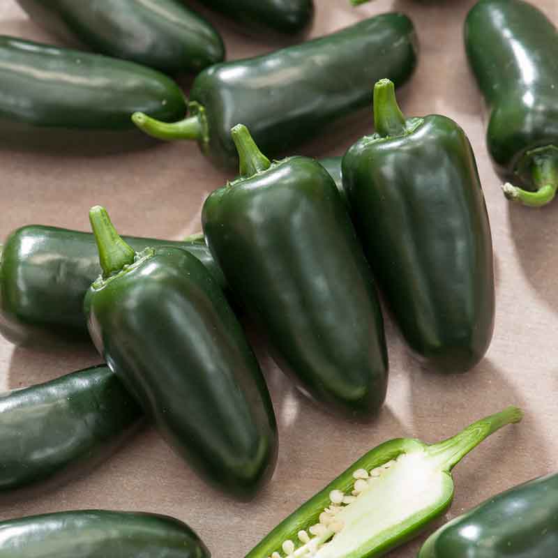 A vibrant close-up of a deep green Jalapeno M pepper, highlighting its smooth skin and conical shape. | copyright: Floramedia UK Ltd