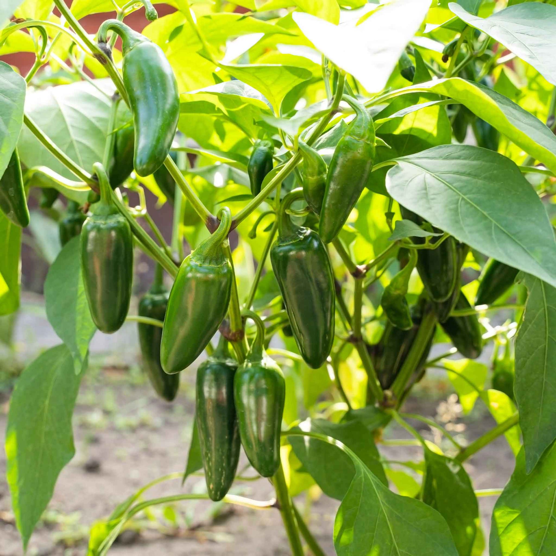 Jalapeno Tam peppers hanging from their plant ready for harvest.