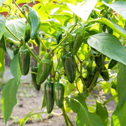 Jalapeno Tam peppers hanging from their plant ready for harvest.