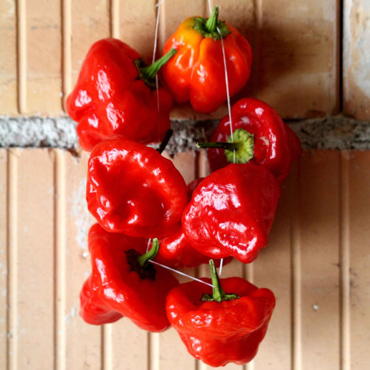 Vibrant red peppers are shown, highlighting its unique Jamaica Hot Red variety.