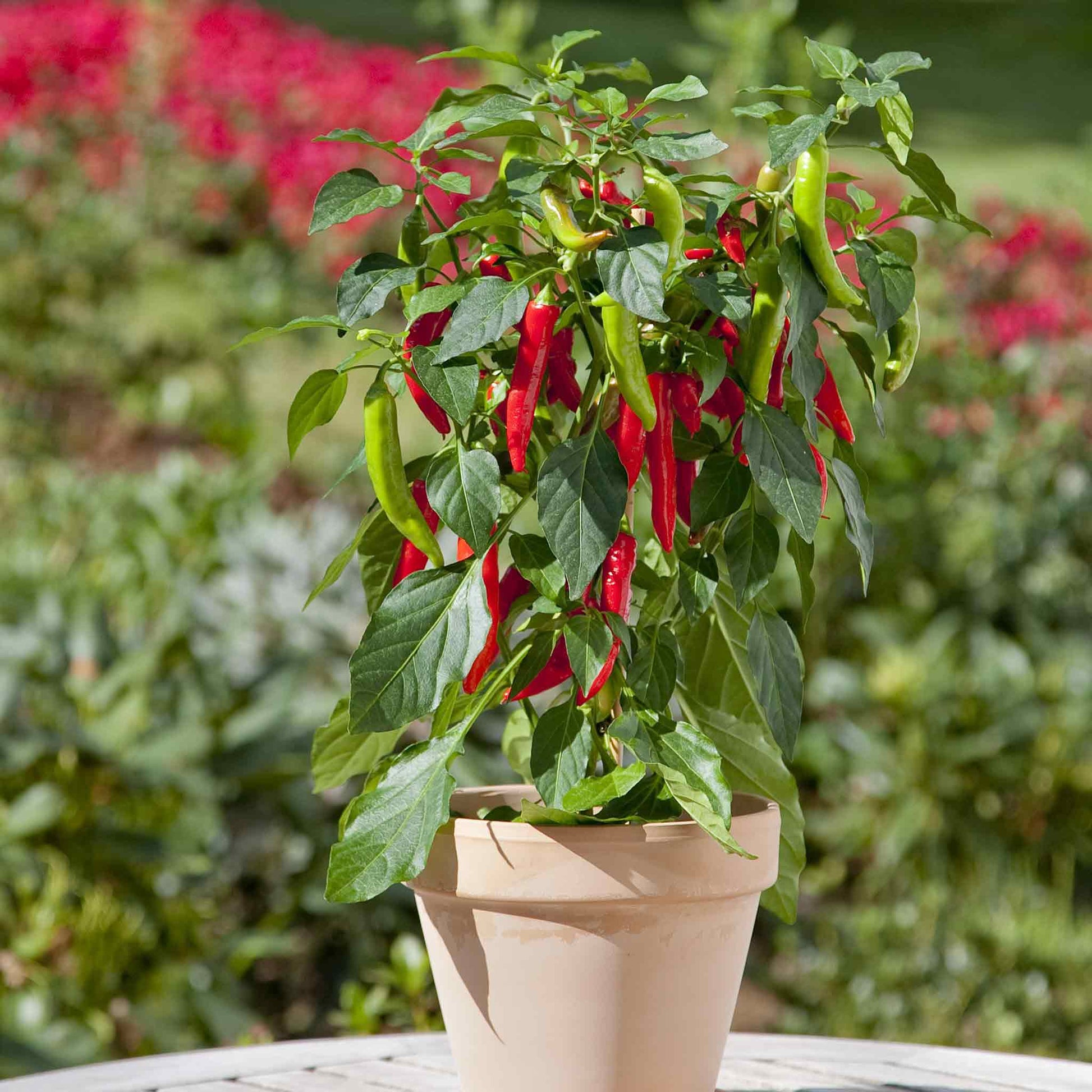 A pot on a kitchen table growing Kitchen Minis Fresh Bites Red peppers.