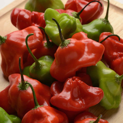 A red, oddly-shaped Mad Hatter pepper with three distinct "horns" or lobes, against a blurred green background.