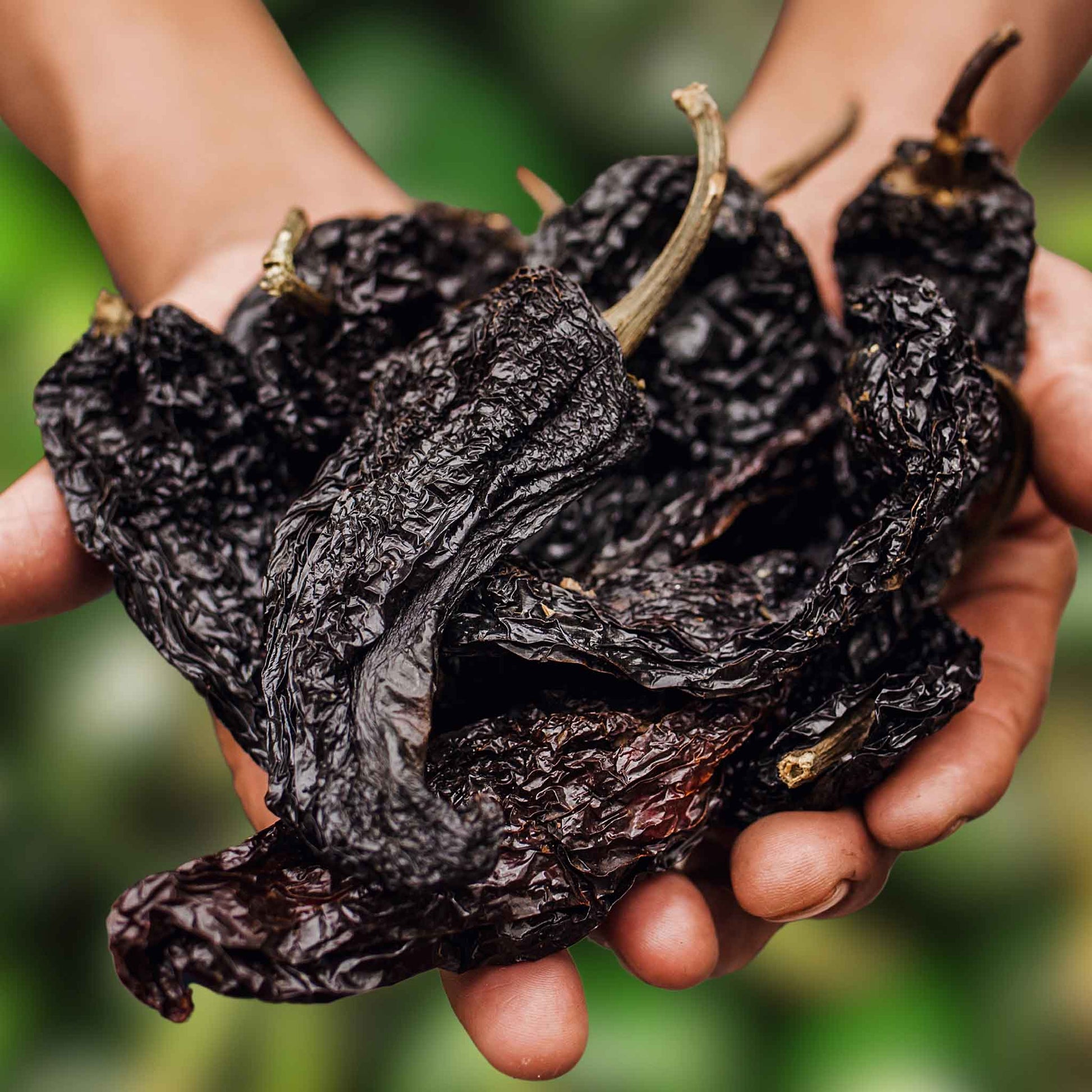 A close-up shot of several dark brown, almost black, Mulato Isleno peppers.