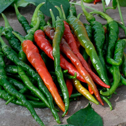 A cluster of slender Cayenne Long Red Thin peppers, showing stages of ripeness. | copyright: Floramedia UK Ltd