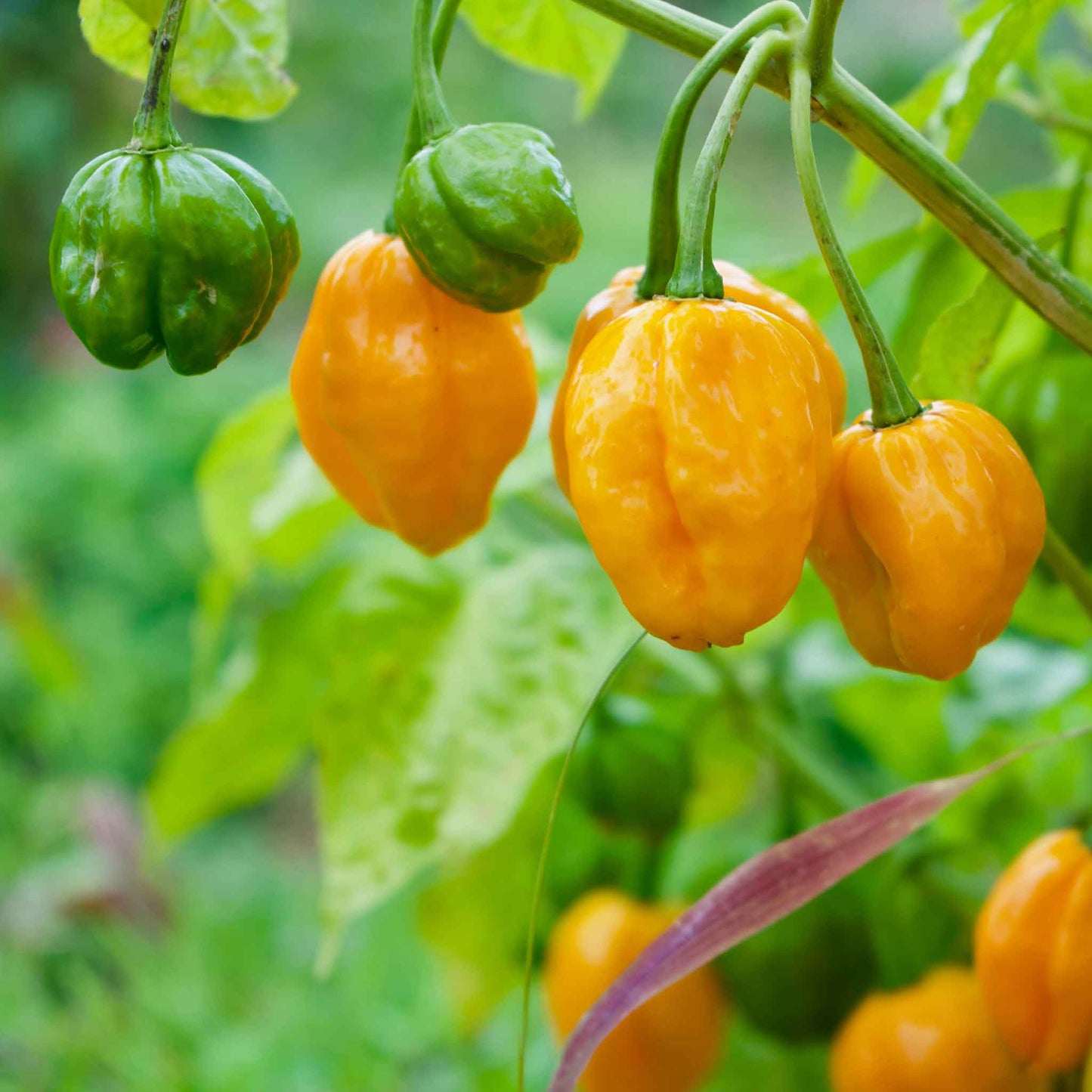 A vibrant orange habanero pepper, still on the plant, with green leaves in the background.