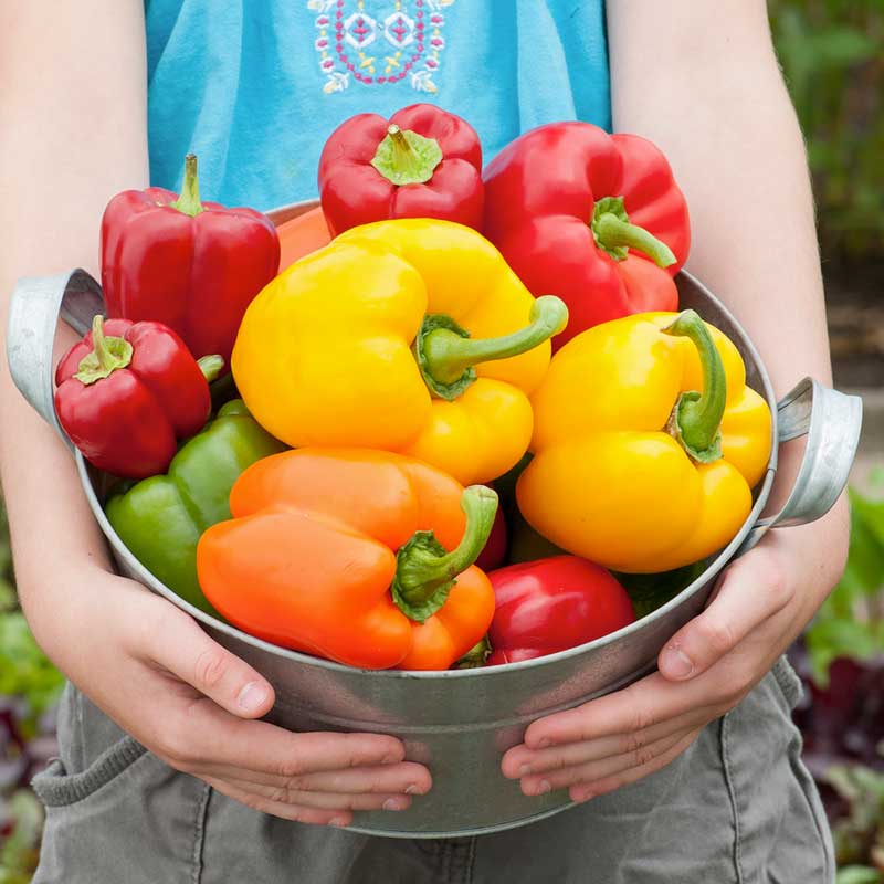 A vibrant mix of red, yellow, and orange Rainbow Bell peppers harvested and in a metal bucket. | copyright: Floramedia UK Ltd