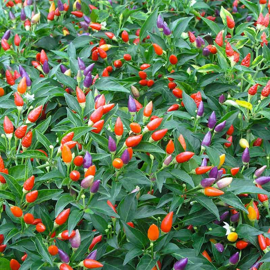 Pepper ornamental mix red, orange and yellow peppers growing on a lush green plant. | copyright: Floramedia UK Ltd