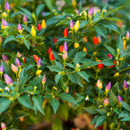 Pepper ornamental mix small red, orange and yellow peppers clustered on a green plant.