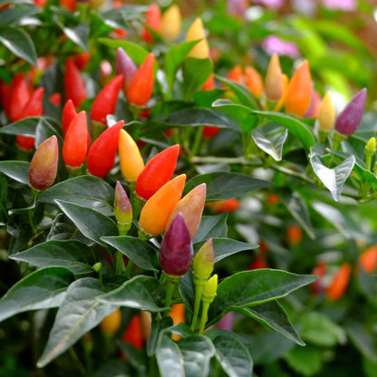 Pepper ornamental mix small red and orange peppers clustered on a stem against a dark backdrop.