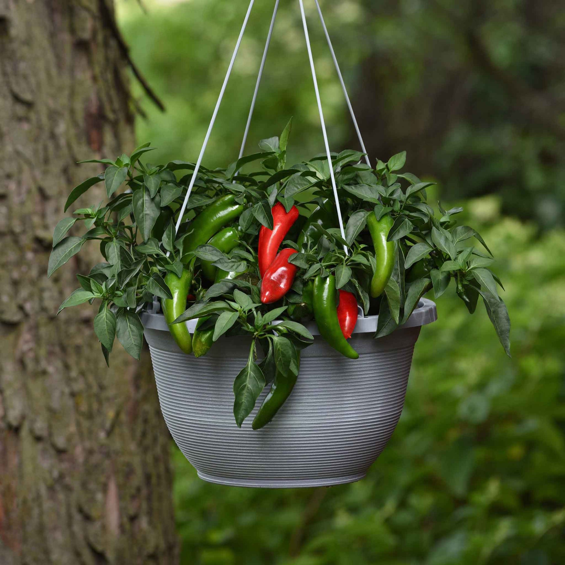 A hanging pot outside growing Pot-a-Peno peppers.