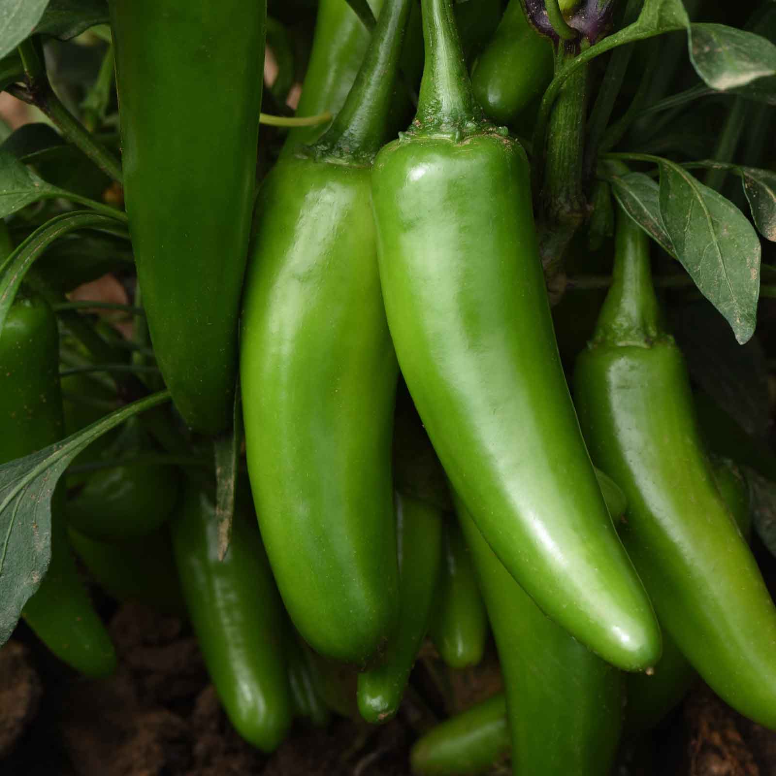 A green Pot-a-Peno pepper on a vine with blurred green leaves in the background.