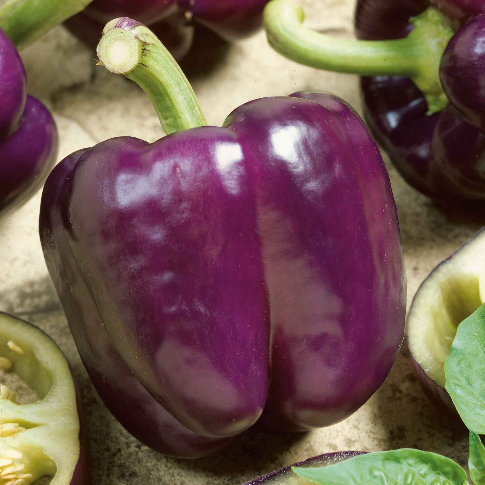 A vibrant, Purple Beauty bell pepper with a glossy skin, set against a blurred green background.