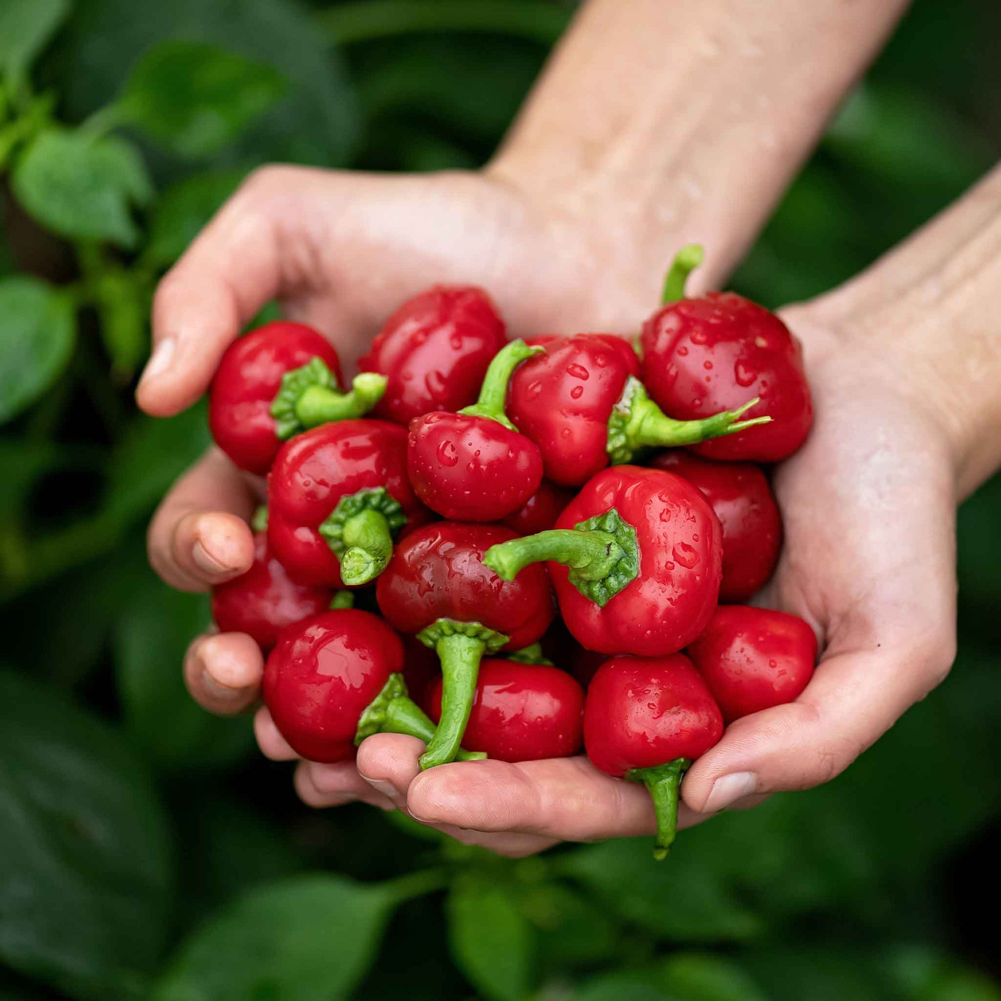 A handful of Red Cherry Hot peppers with vibrant red skin and green stems.