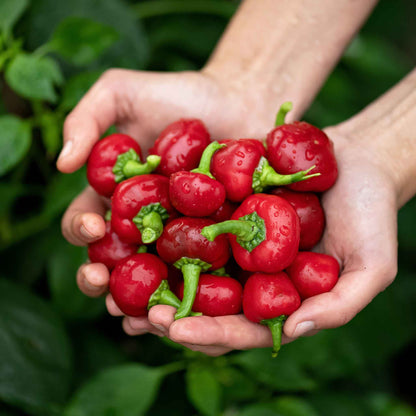 A handful of Red Cherry Hot peppers with vibrant red skin and green stems.