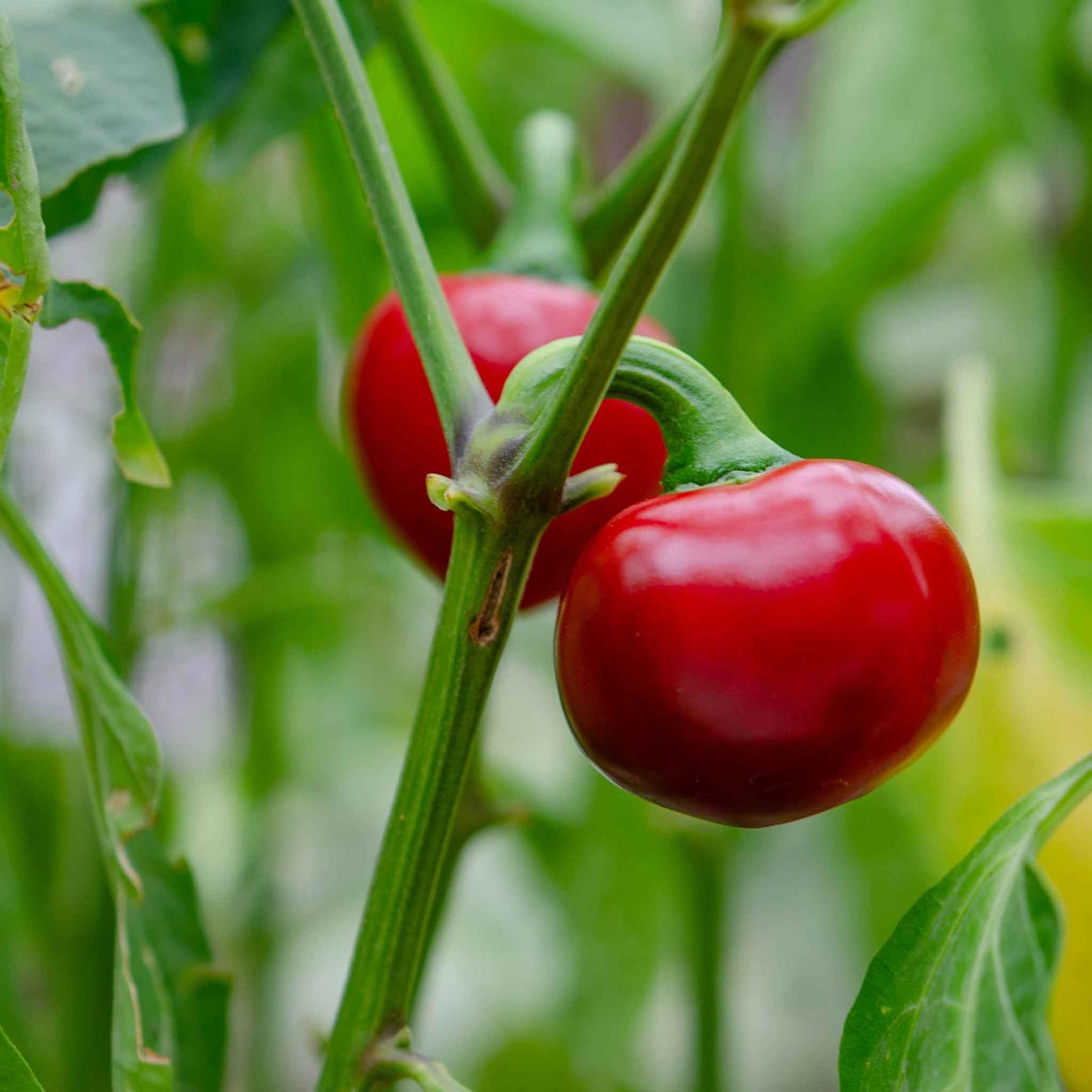 A vibrant red cherry sweet pepper, glistening with moisture, hangs from a green stem against a blurred garden backdrop.