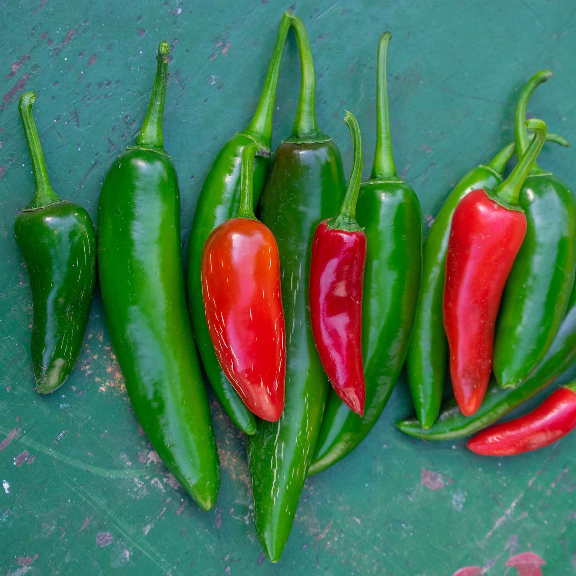 A close-up shot of several vibrant green and red Serrano Tampiqueno peppers in a line.